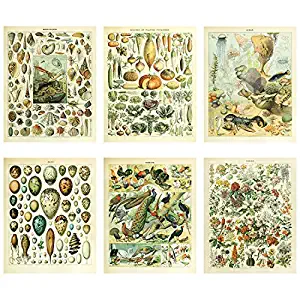 Meishe Art Vintage Poster Print Biology Botanical Science Wall Decor Sea Creature Animals Seashell Vegetables Birds Breeds Species Eggs Identification Chart Flowers Blooming Floral Set of 6pcs