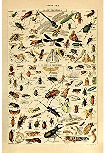 Vintage Poster Print Art Insects Identification Reference Species Collection Entomology Diagram Chart Wall Decor (20.87'' x 31.5'')